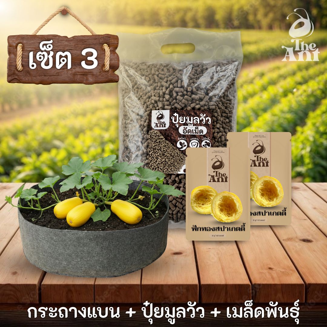 ชุดพร้อมปลูกฟักทองสปาเกตตี้ครบวงจร - กระถางผ้าแบนระบายอากาศ + ปุ๋ยมูลวัวอัดเม็ด 1 กก. + เมล็ดพันธุ์ 2 ซอง
