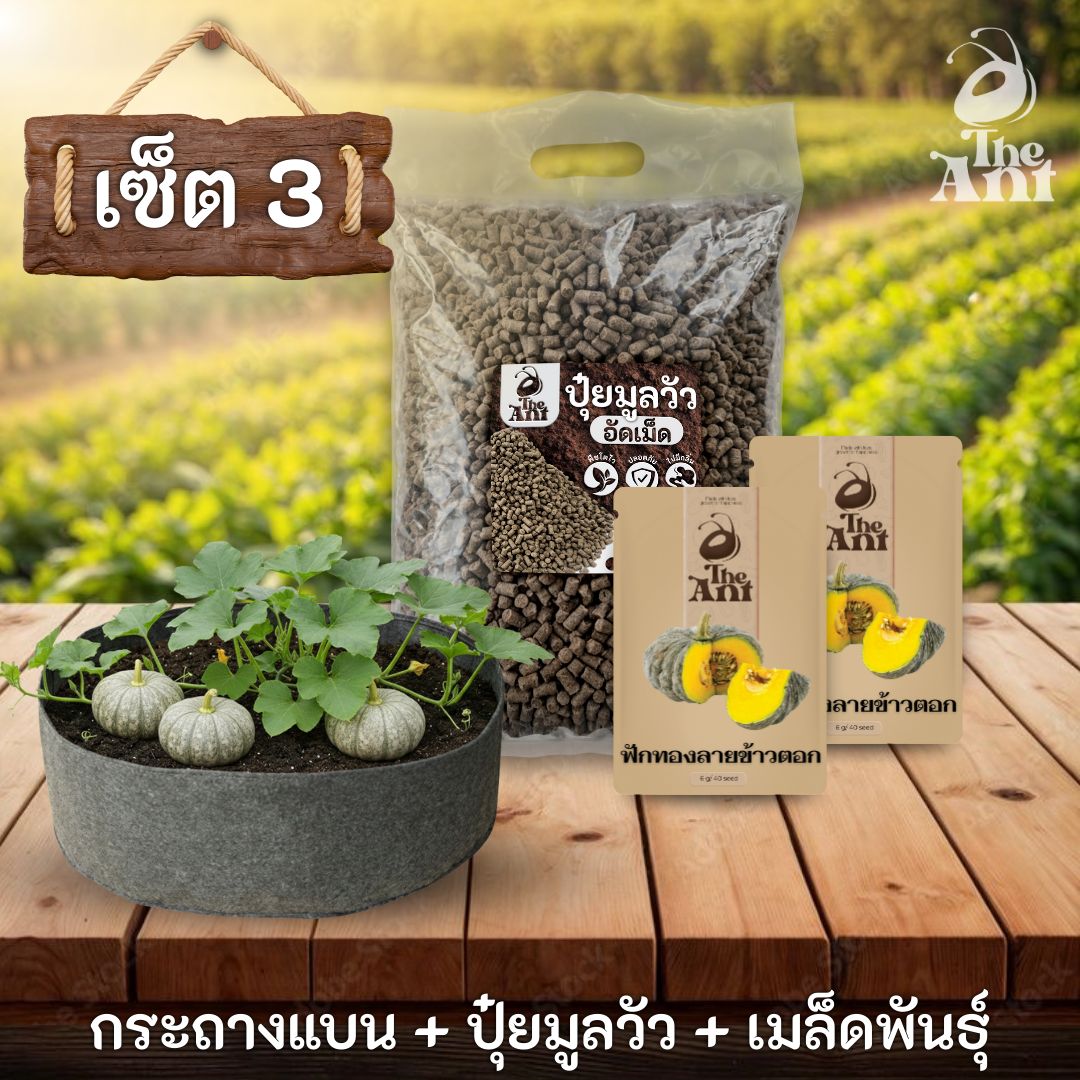 ชุดพร้อมปลูกฟักทองลายข้าวตอกครบวงจร - กระถางผ้าแบนระบายอากาศ + ปุ๋ยมูลวัวอัดเม็ด 1 กก. + เมล็ดพันธุ์ 2 ซอง