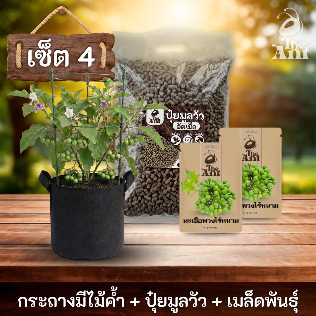 ชุดปลูกมะเขือพวงไร้หนามพรีเมี่ยม  กระถางผ้าพร้อมไม้ค้ำสำเร็จรูป + ปุ๋ยมูลวัวอัดเม็ด 1 กก. + เมล็ดพันธุ์ 2 ซอง