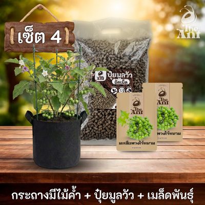 ชุดปลูกมะเขือพวงไร้หนามพรีเมี่ยม  กระถางผ้าพร้อมไม้ค้ำสำเร็จรูป + ปุ๋ยมูลวัวอัดเม็ด 1 กก. + เมล็ดพันธุ์ 2 ซอง