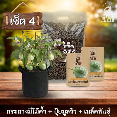 ชุดปลูกมะเขือเปราะยักษ์พรีเมี่ยม  กระถางผ้าพร้อมไม้ค้ำสำเร็จรูป + ปุ๋ยมูลวัวอัดเม็ด 1 กก. + เมล็ดพันธุ์ 2 ซอง