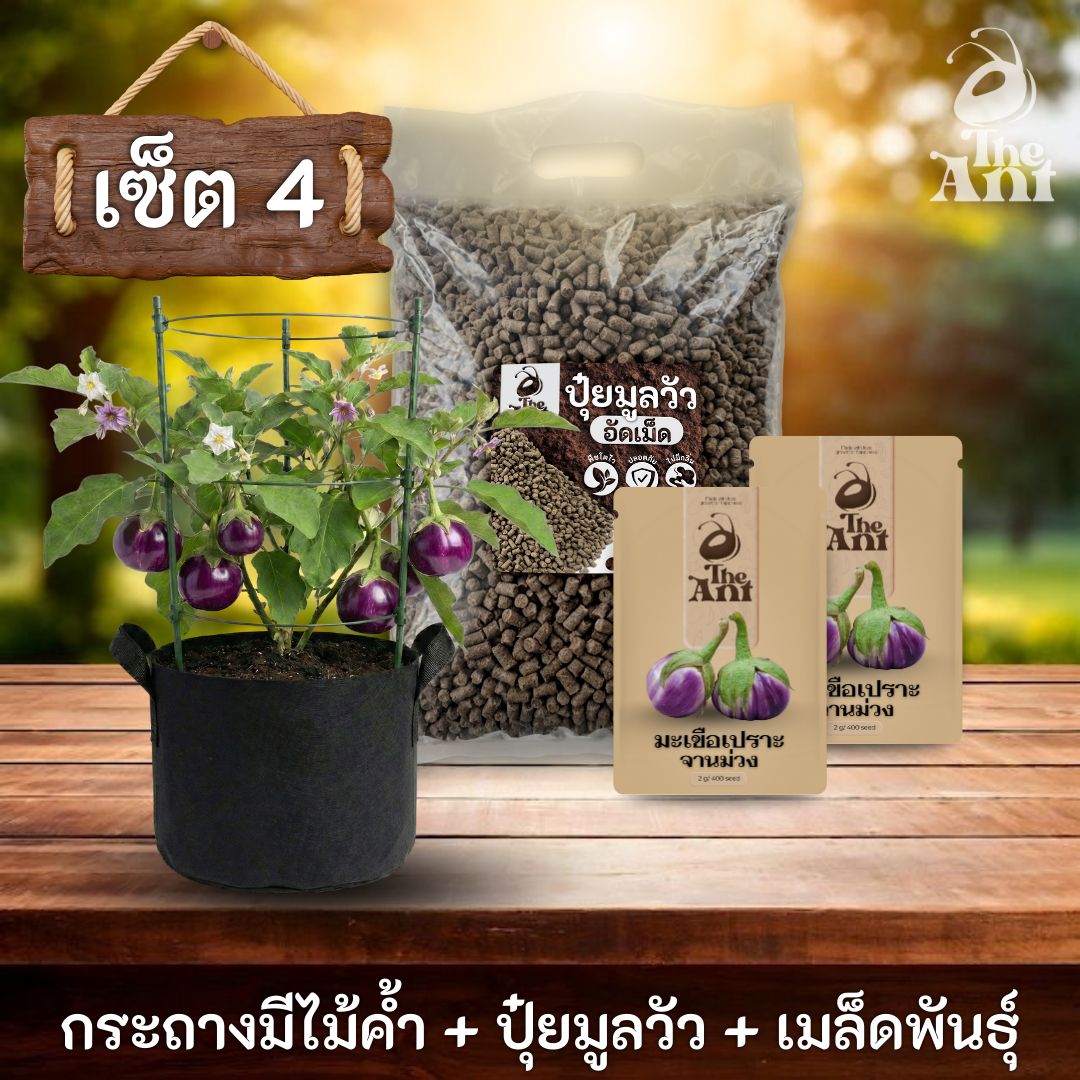 ชุดปลูกมะเขือเปราะจานม่วงพรีเมี่ยม  กระถางผ้าพร้อมไม้ค้ำสำเร็จรูป + ปุ๋ยมูลวัวอัดเม็ด 1 กก. + เมล็ดพันธุ์ 2 ซอง