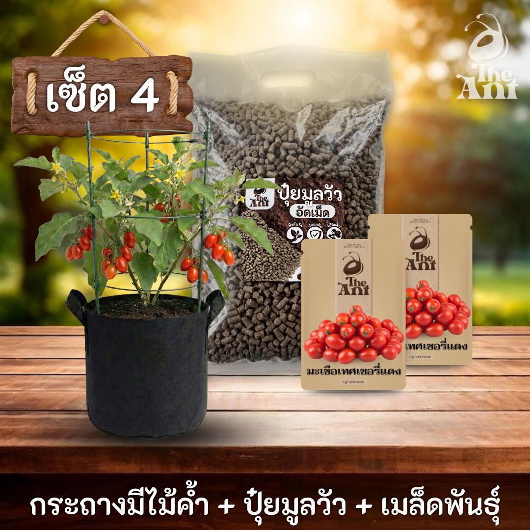 ชุดปลูกมะเขือเทศเชอร์รี่แดงพรีเมี่ยม  กระถางผ้าพร้อมไม้ค้ำสำเร็จรูป + ปุ๋ยมูลวัวอัดเม็ด 1 กก. + เมล็ดพันธุ์ 2 ซอง