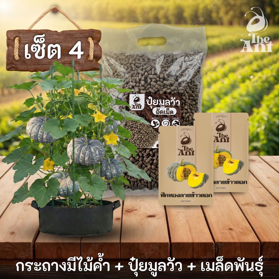 ชุดปลูกฟักทองลายข้าวตอกพรีเมี่ยม  กระถางผ้าพร้อมไม้ค้ำสำเร็จรูป + ปุ๋ยมูลวัวอัดเม็ด 1 กก. + เมล็ดพันธุ์ 2 ซอง