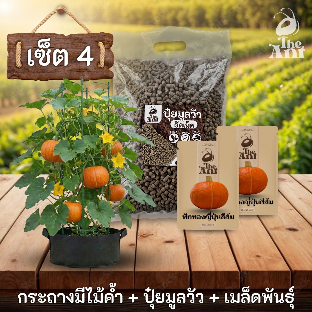 ชุดปลูกฟักทองญี่ปุ่นสีส้มพรีเมี่ยม  กระถางผ้าพร้อมไม้ค้ำสำเร็จรูป + ปุ๋ยมูลวัวอัดเม็ด 1 กก. + เมล็ดพันธุ์ 2 ซอง