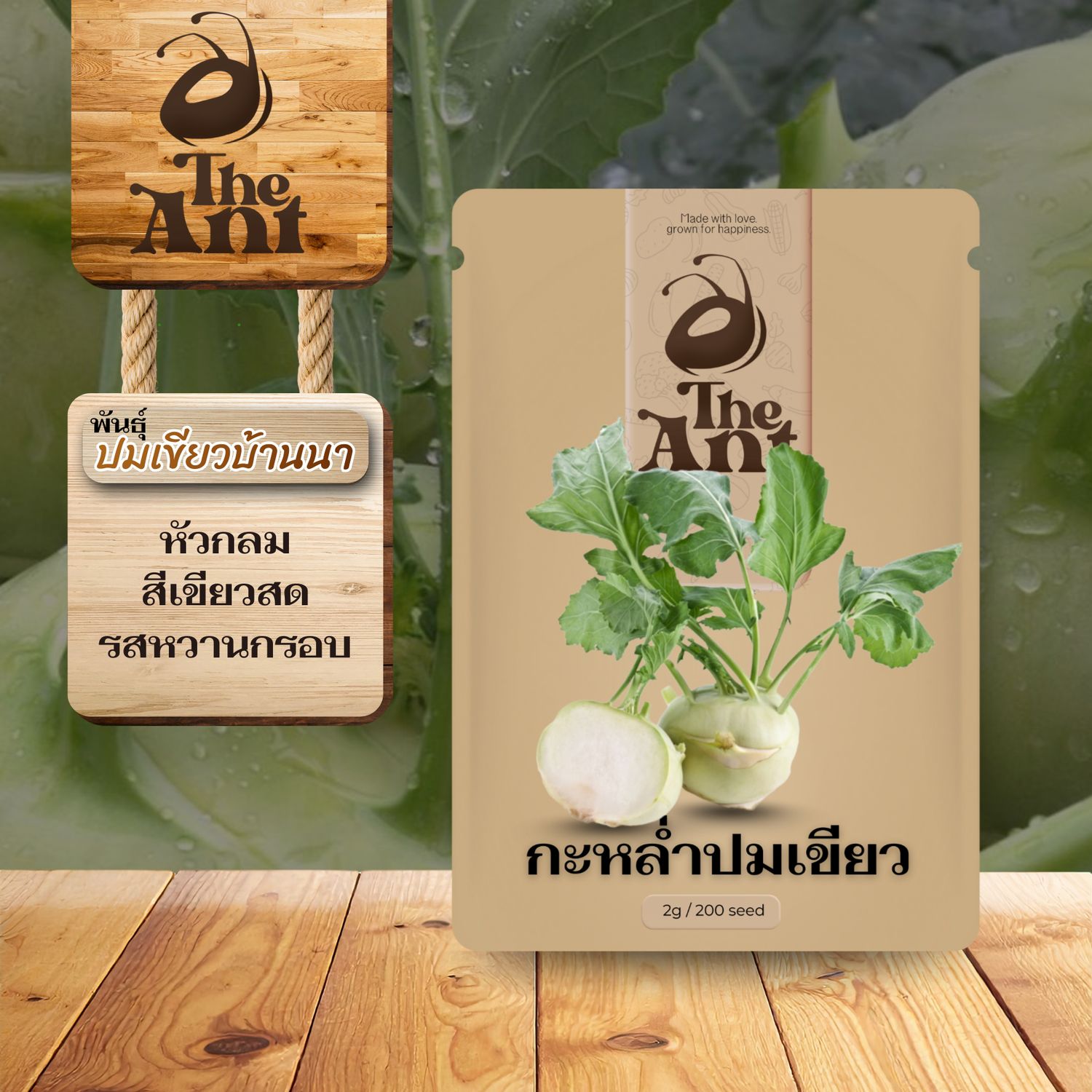 เมล็ดพันธุ์กะหล่ำปมเขียว ปมเขียวบ้านนา