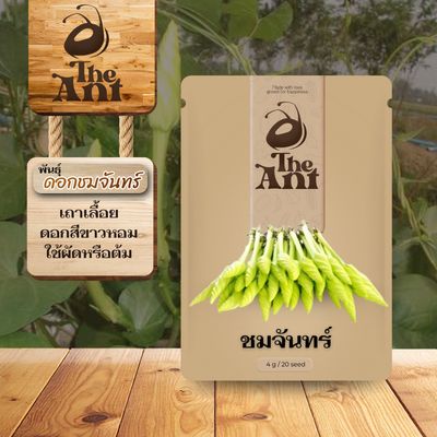 เมล็ดพันธุ์ชมจันทร์ ชมจันทร์ดอก