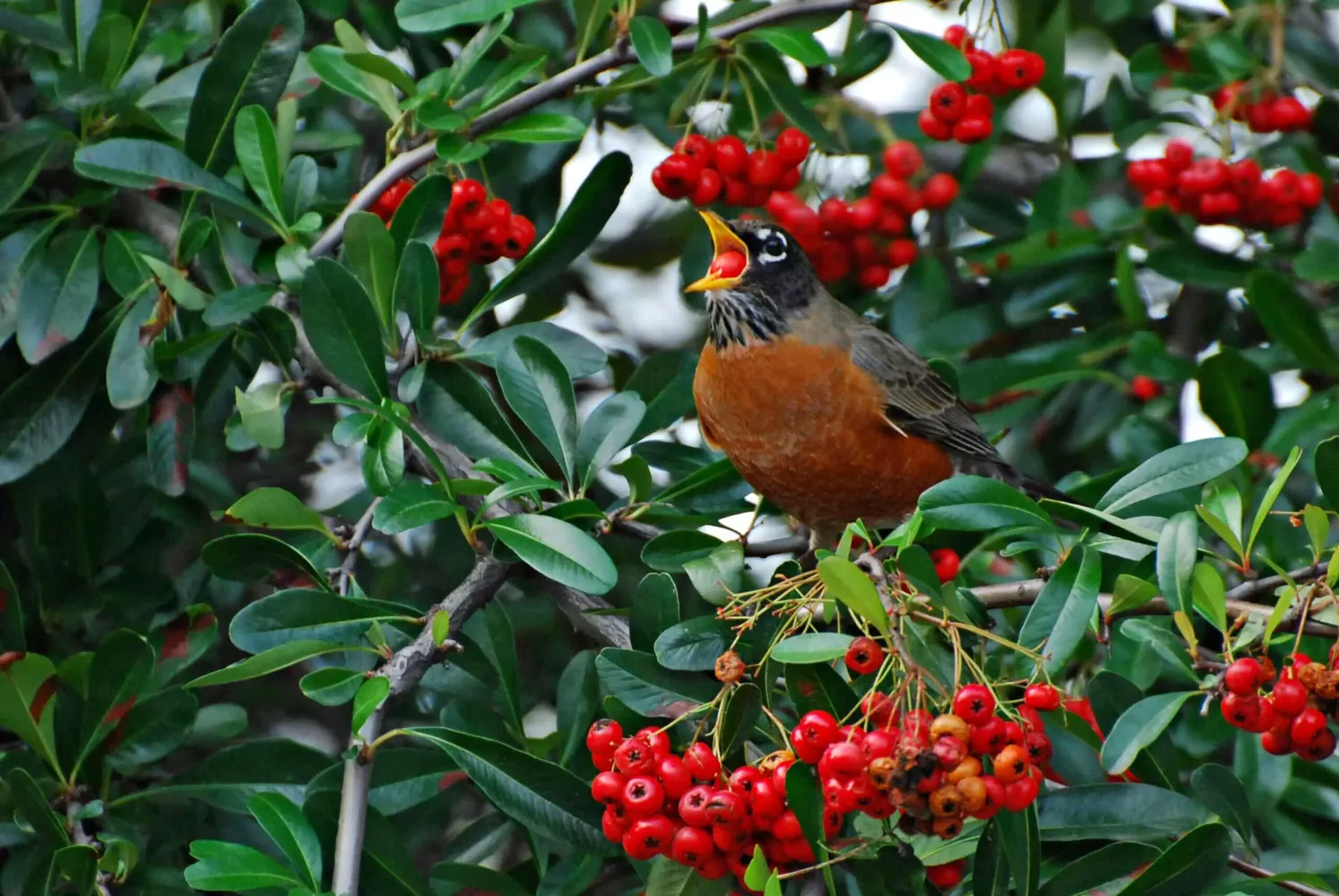 Size 4 + Firethorn (Pyracantha crenulata) Pre-Bonsai