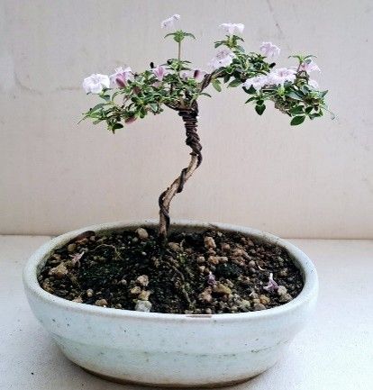 Size 4 Bonsai @ R249-00