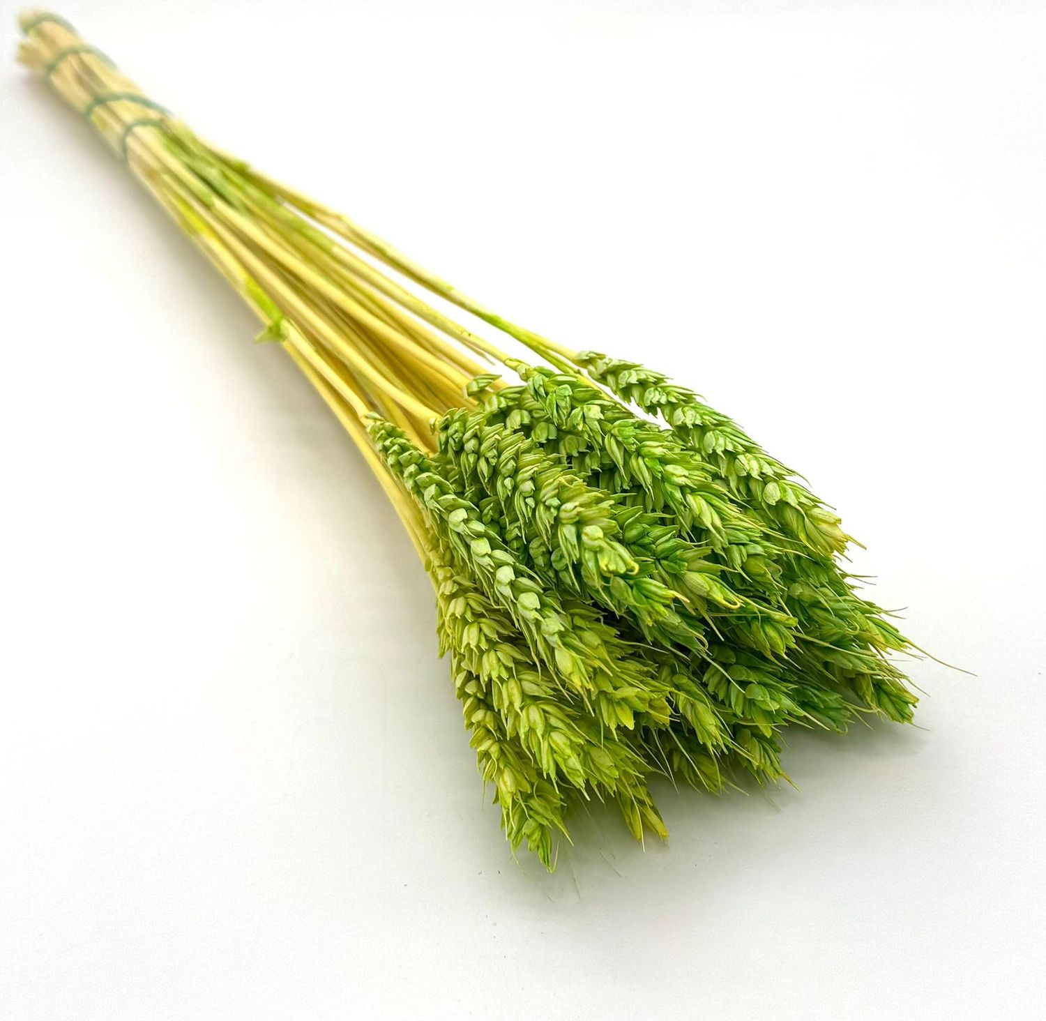 Pszenica suszona jasnozielona