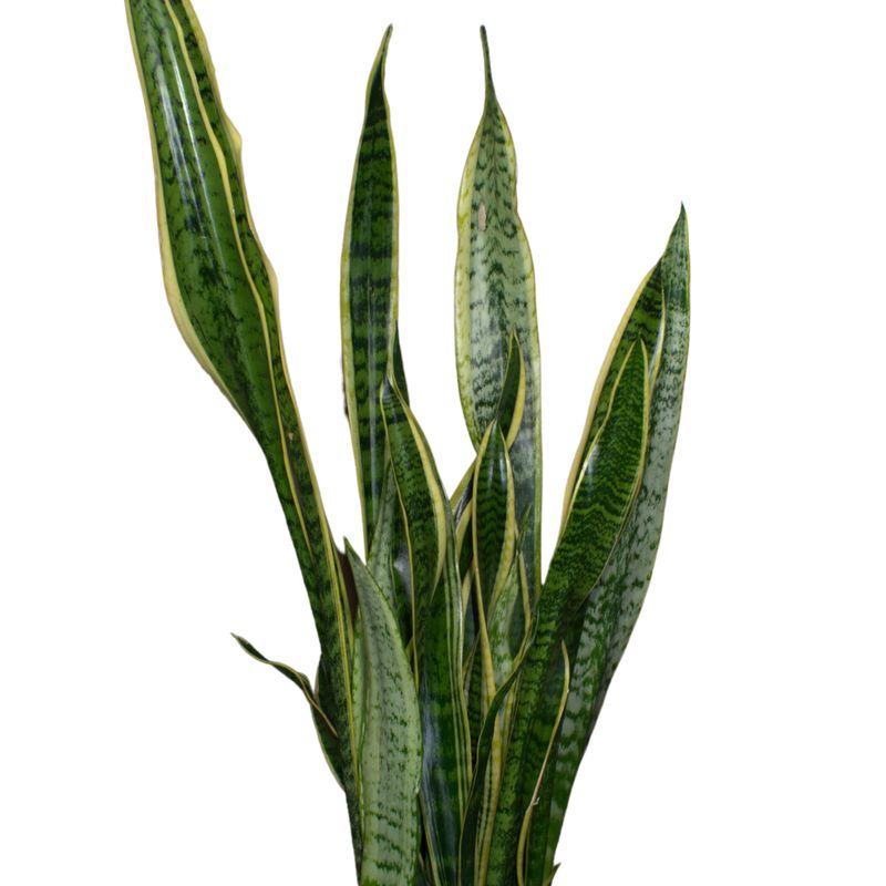 Lengua de Suegra (aprox. 60 cm)