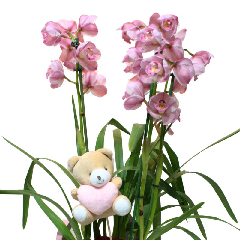 Bombonera Cymbidium