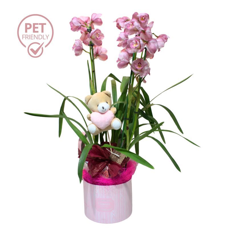 Bombonera Cymbidium