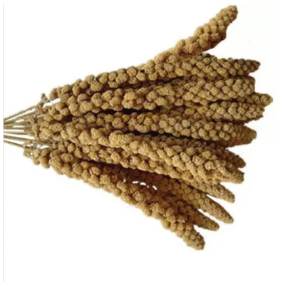 MS MILLET SPARYS