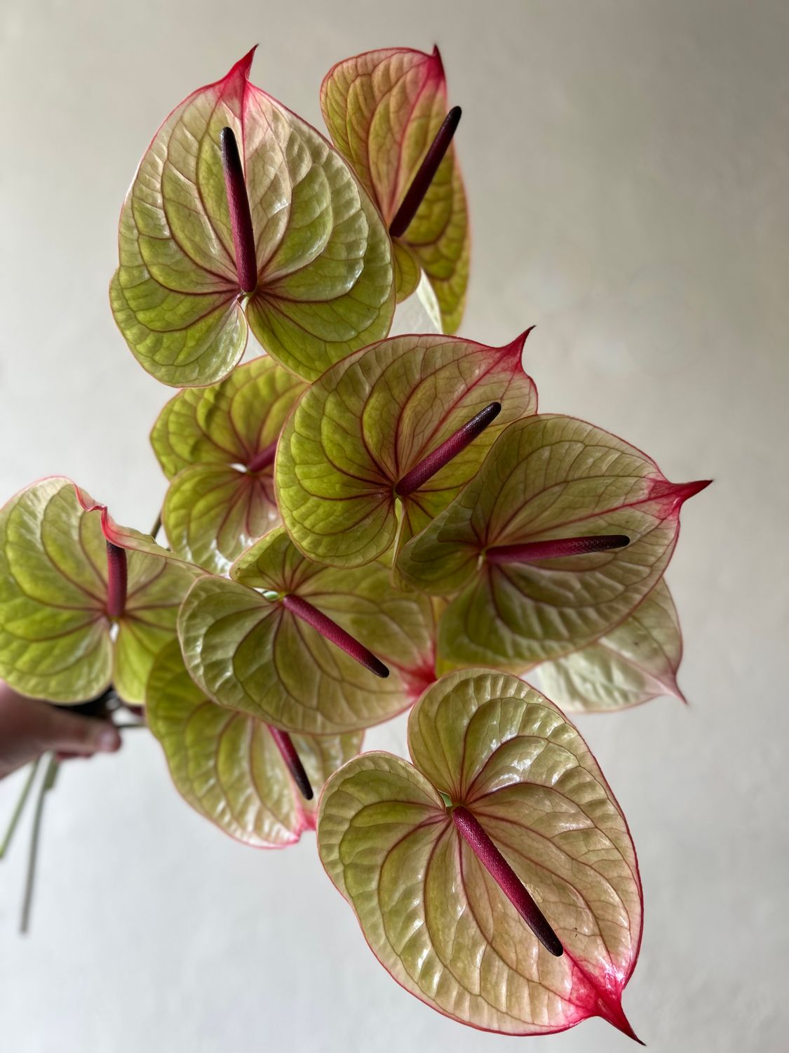 ONE OF A KIND ANTHURIUMS