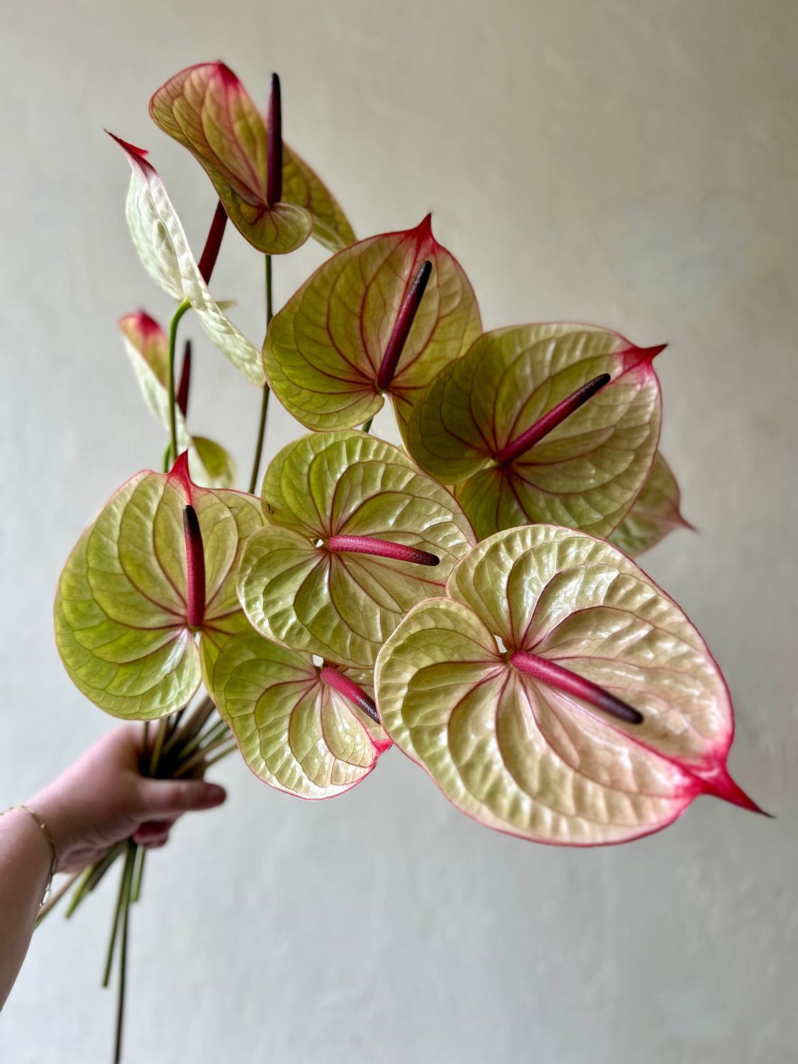 ONE OF A KIND ANTHURIUMS