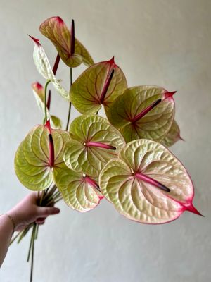 ONE OF A KIND ANTHURIUMS