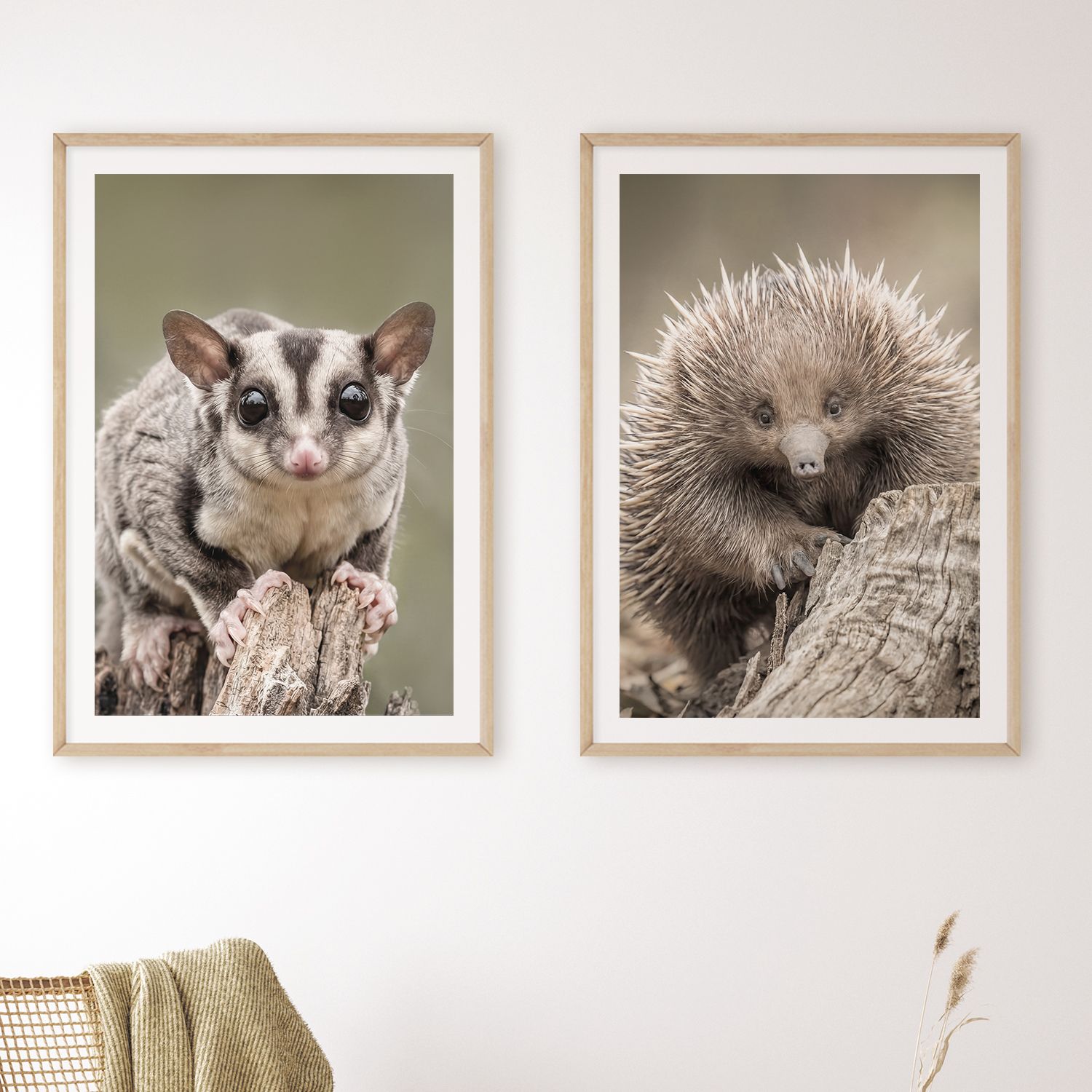 Natural Sugar Glider