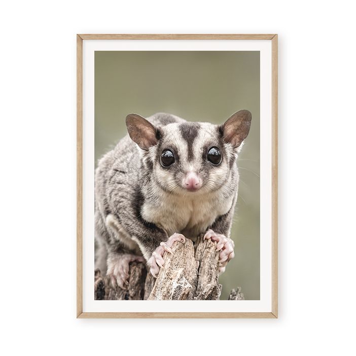 Natural Sugar Glider