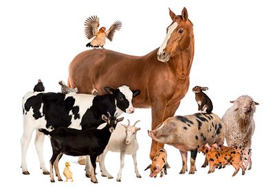 Animali rurali