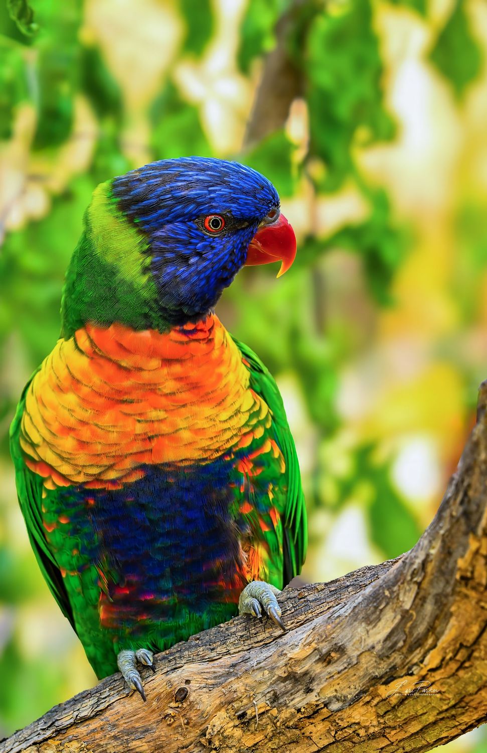 Lorikeet Lorikeet