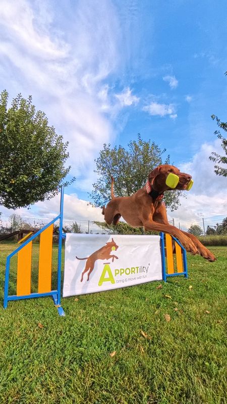 Apportility® Trainer Weiterbildung