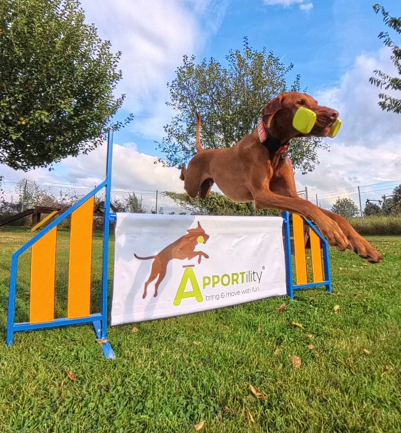 Apportility® Trainer Weiterbildung