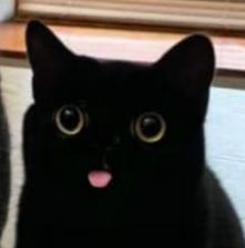 kotek