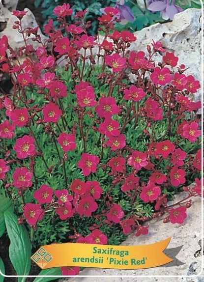 Saxifraga 'Pixie Pan  Red'