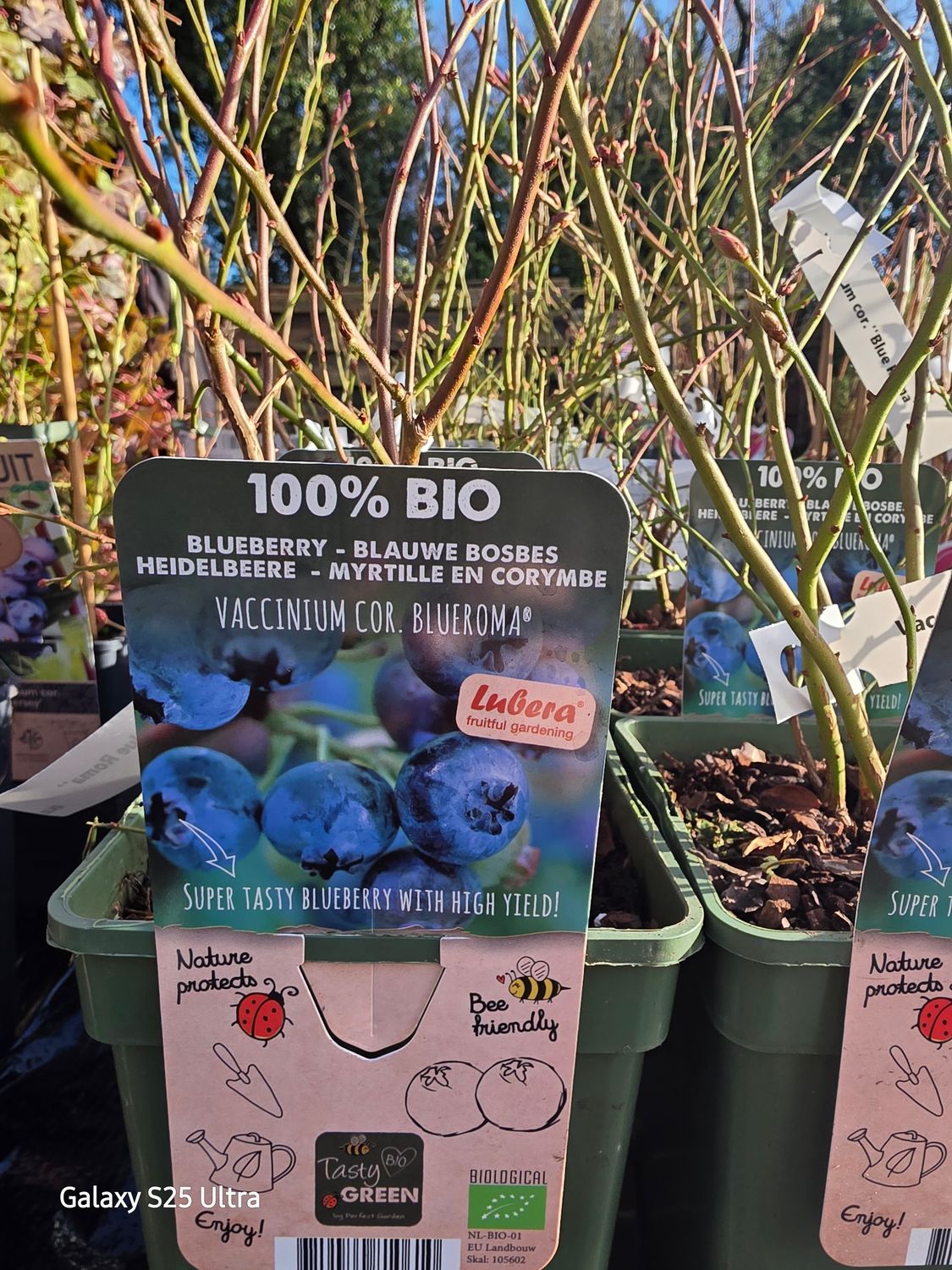 Blueberry "BLUEROMA"