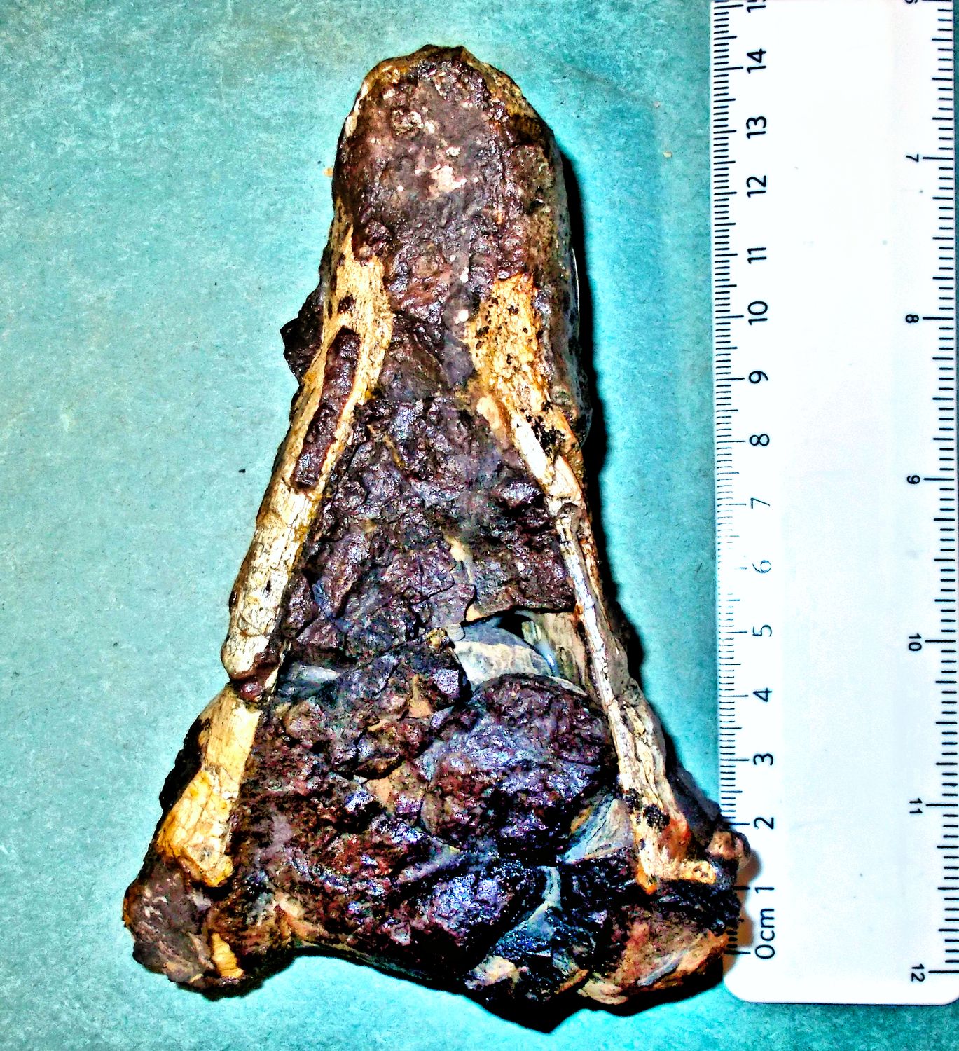Very rare 14cm dicynodont (mammal -like reptile) lower jaw Oudenodon bainii : Permian, south west Africa