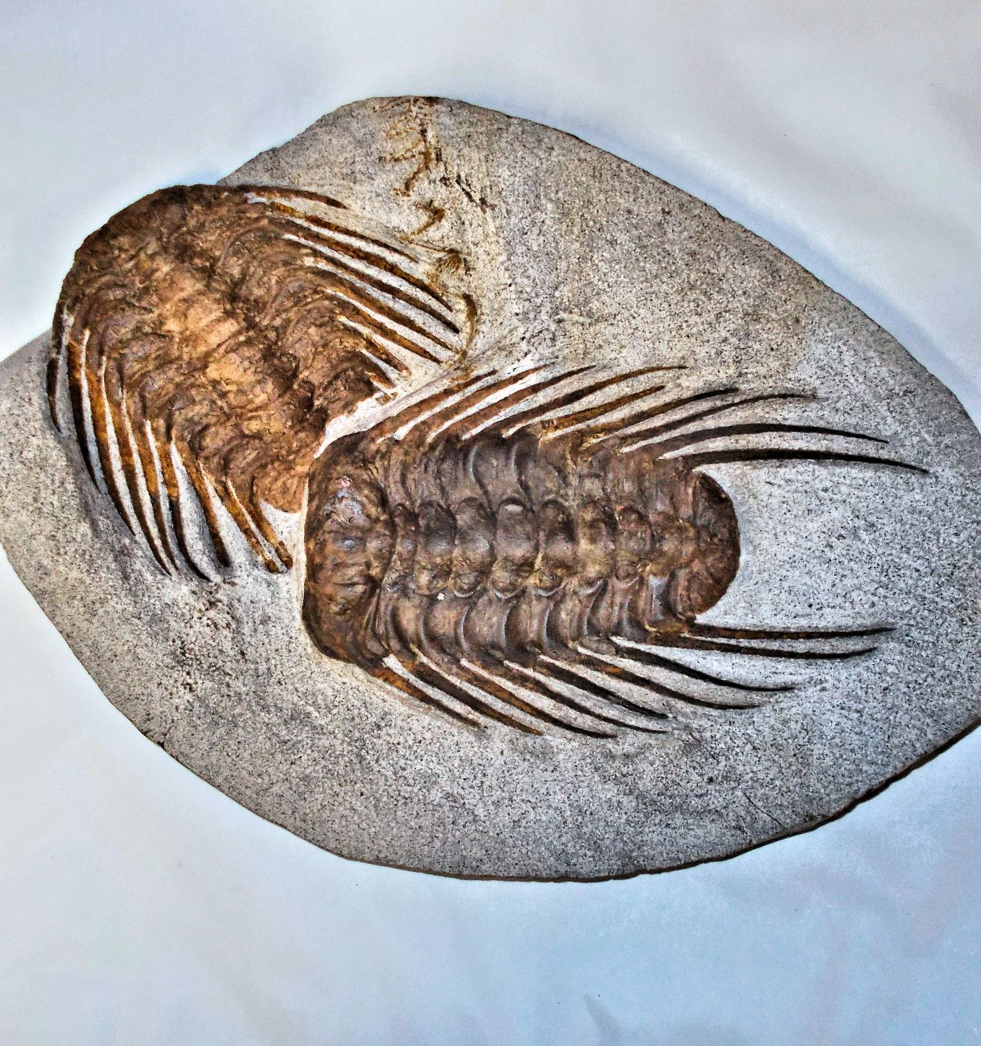 Fine 14cm double Selenopeltis buchi buchi Upper Ordovician Katian of Ktaoua, Morocco