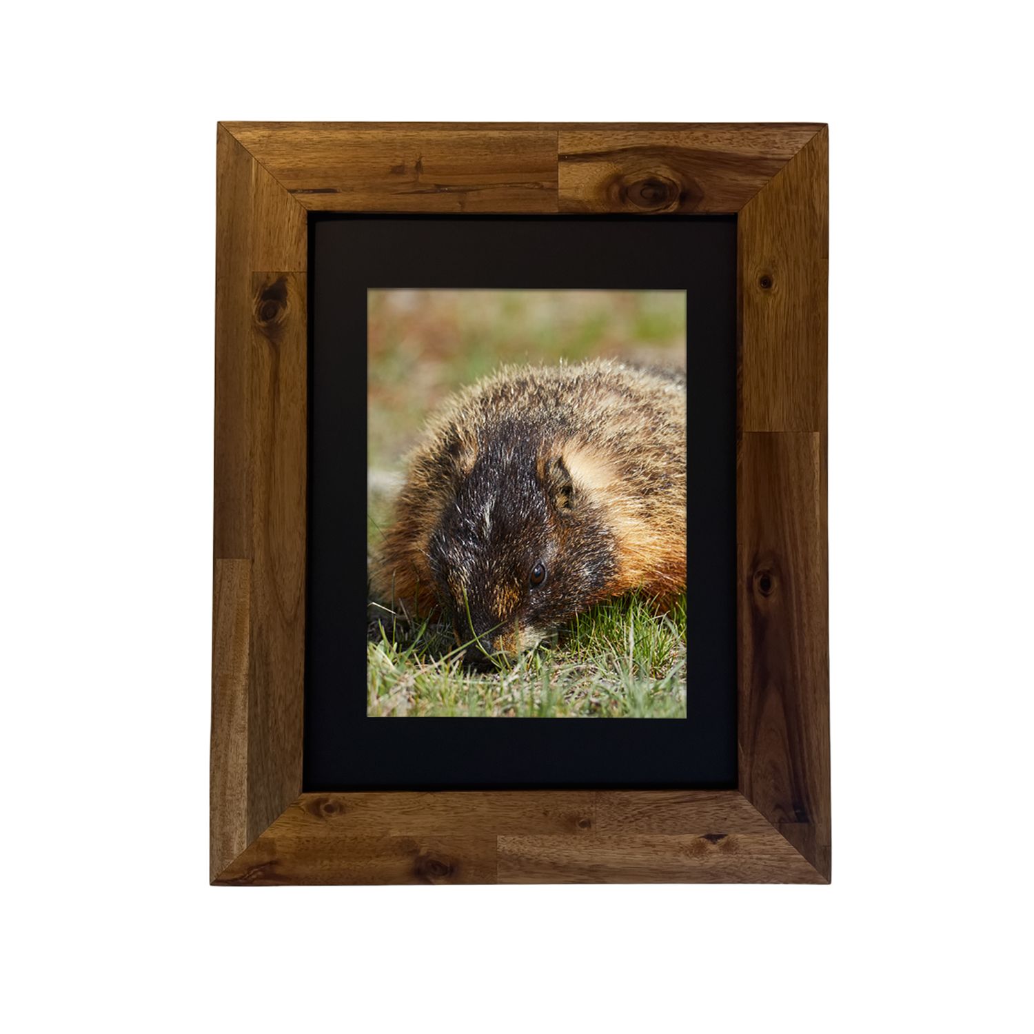 Yellow-bellied Marmot — Yellowstone National Park