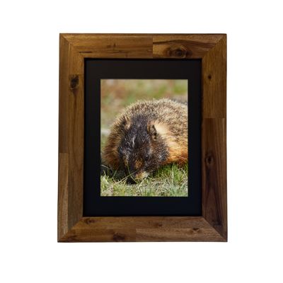 Yellow-bellied Marmot — Yellowstone National Park