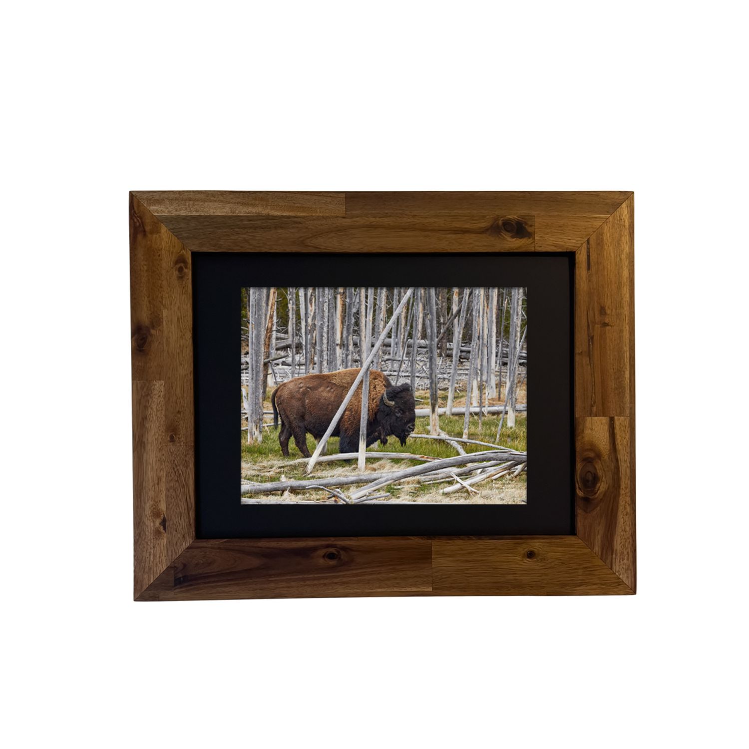 American Bison — Yellowstone National Park