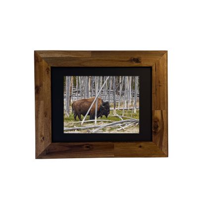 American Bison — Yellowstone National Park