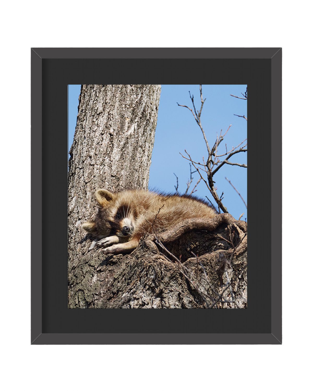 Raccoon Framed Print – Central Park, NYC