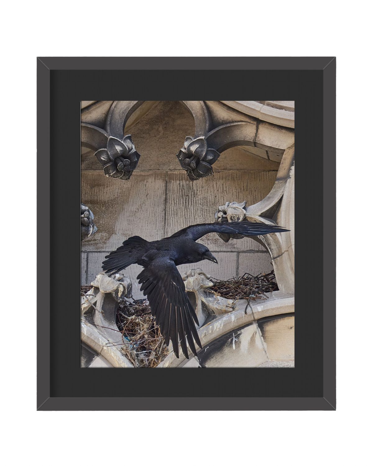 Common Raven Framed Print – Manhattan, NYC
