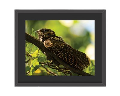 Eastern Whip-poor-will Framed Print – Central Park, NYC