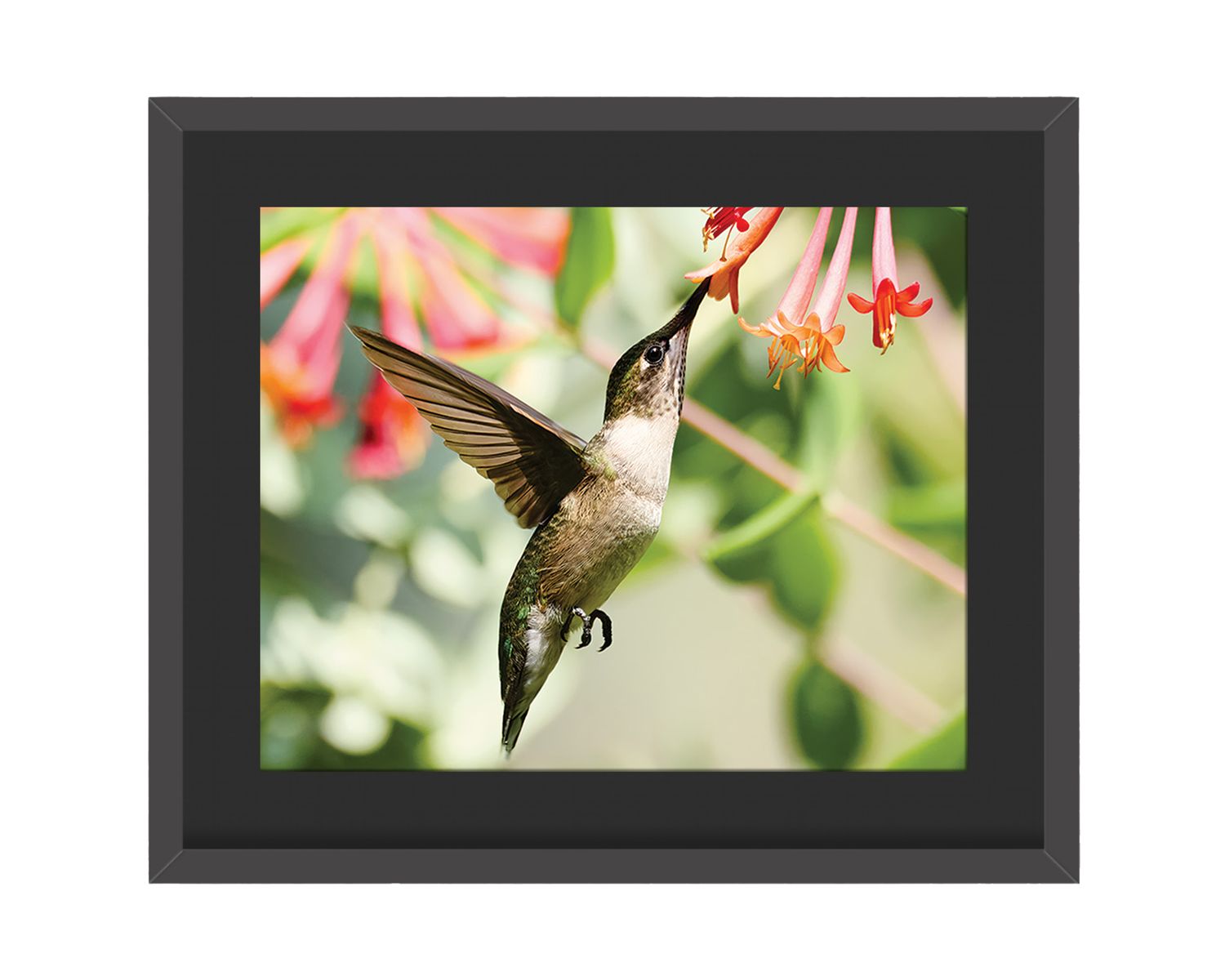 Ruby-throated Hummingbird Framed Print – Fort Tryon Park, NYC