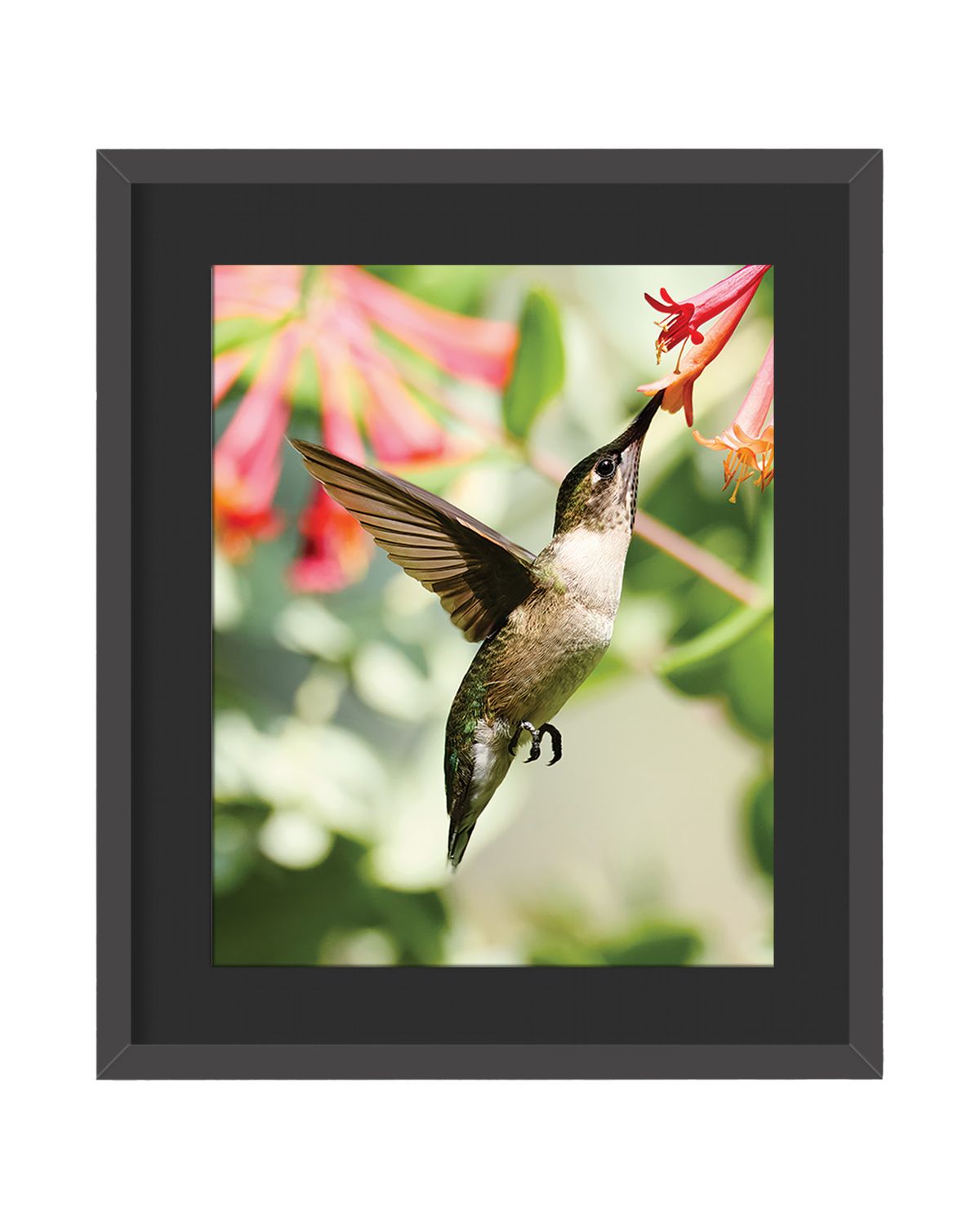 Ruby-throated Hummingbird Framed Print – Fort Tryon Park, NYC