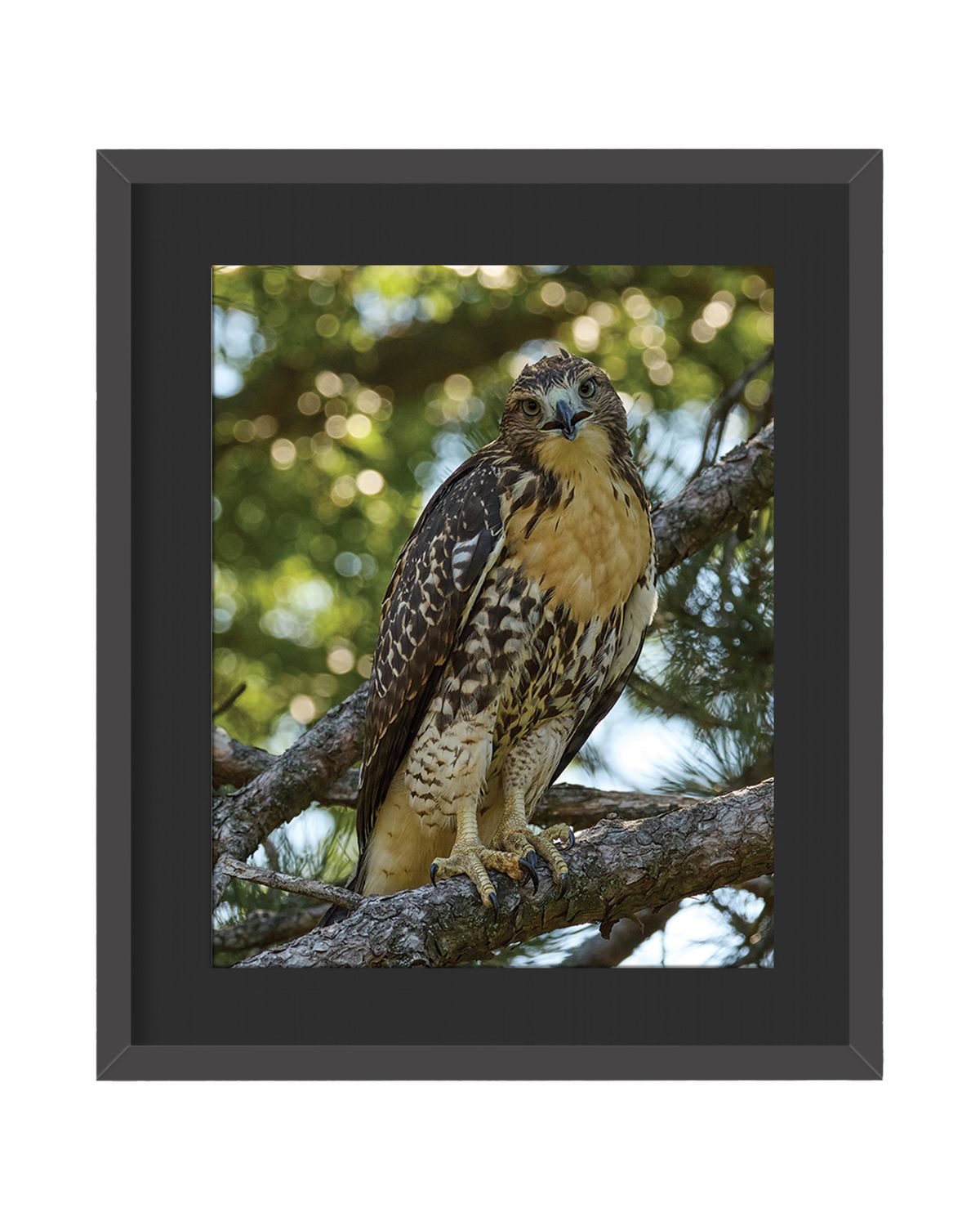 Red-tailed Hawk Framed Print – Central Park, NYC