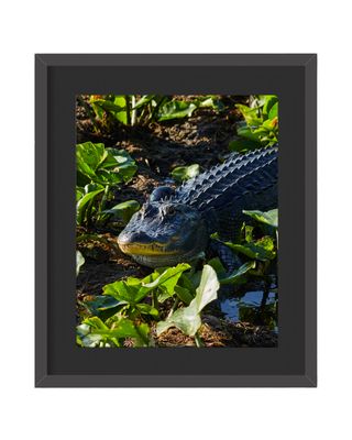American Alligator Framed Print – Canaveral National Seashore, FL