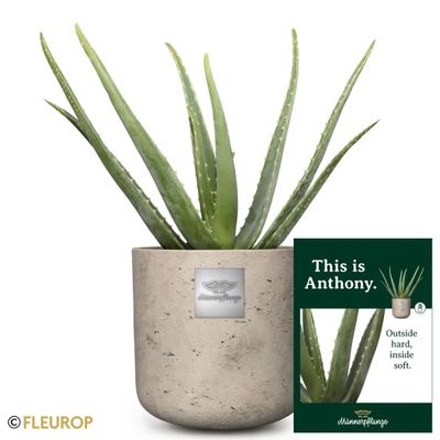 Männerpflanze «Das ist Anthony» (Aloe vera)
