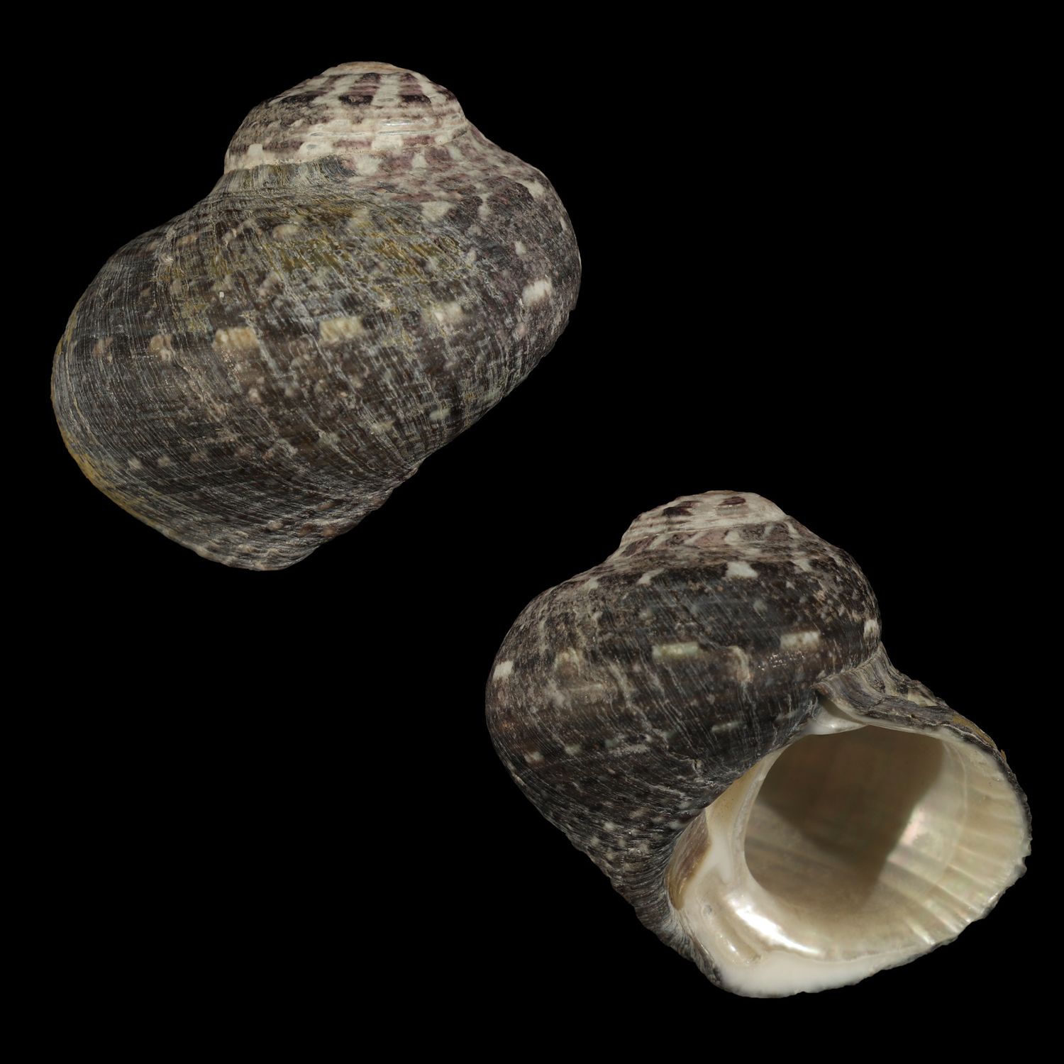 Lunella cinerea