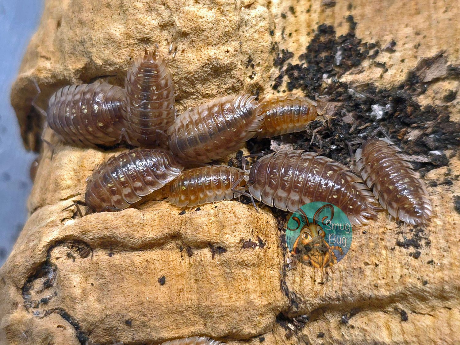 Oniscus asellus "Caramel"