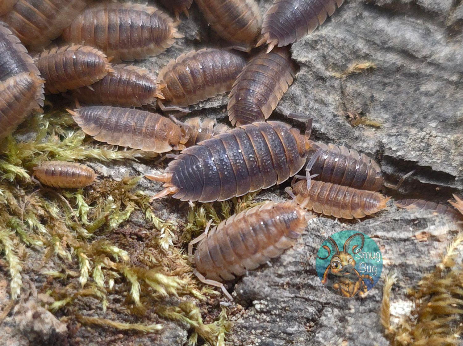 Porcellio scaber "Red Skirt"