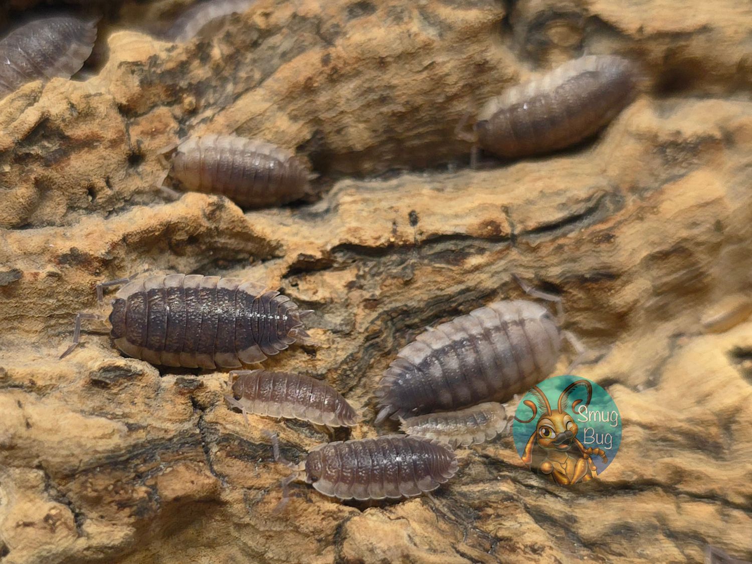 Porcellio scaber "White Skirt"