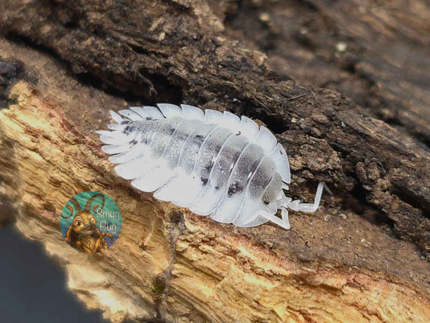 Porcellio werneri "Dalmatian"