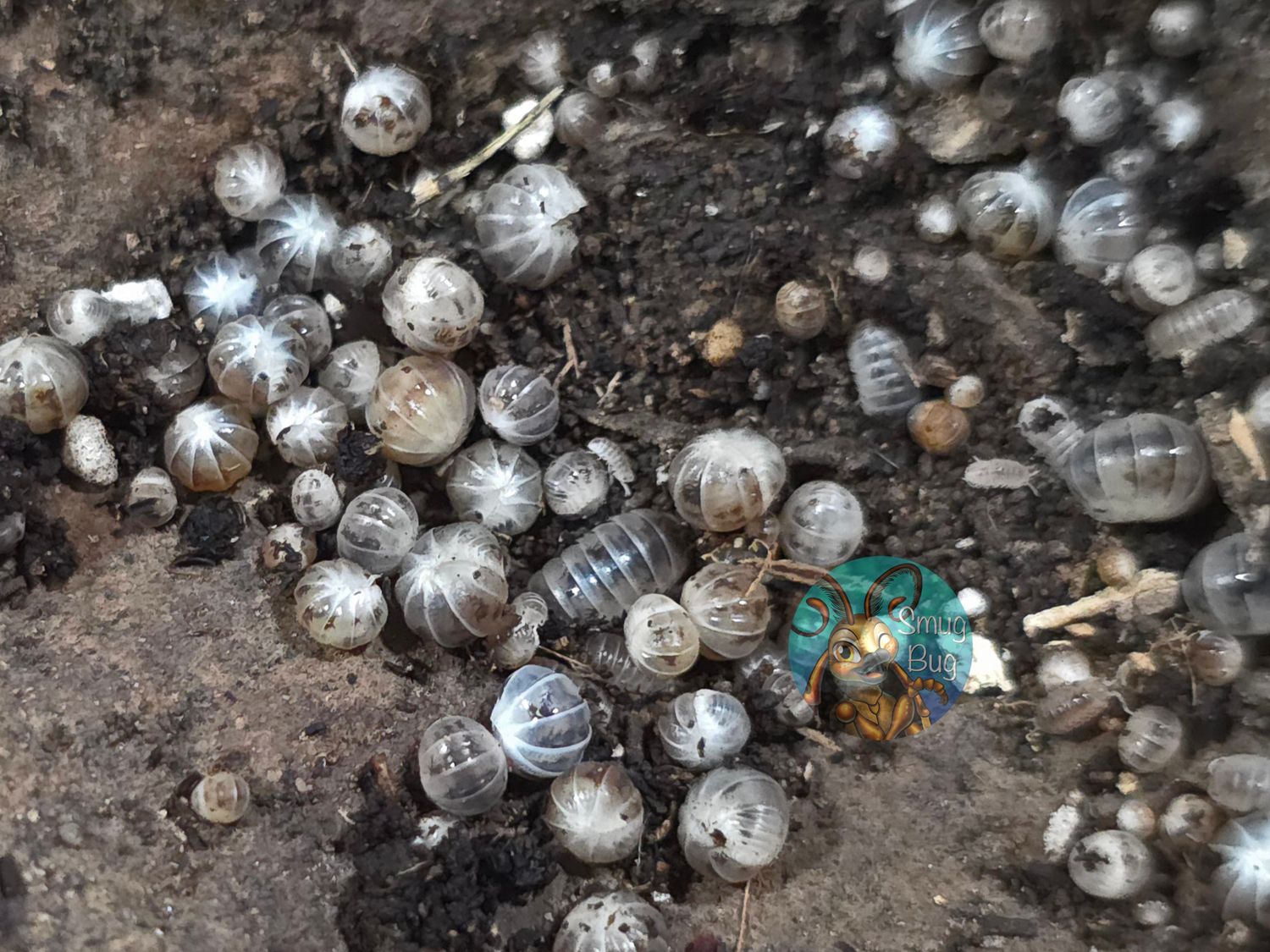 Venezillo parvus "Dalmatian"